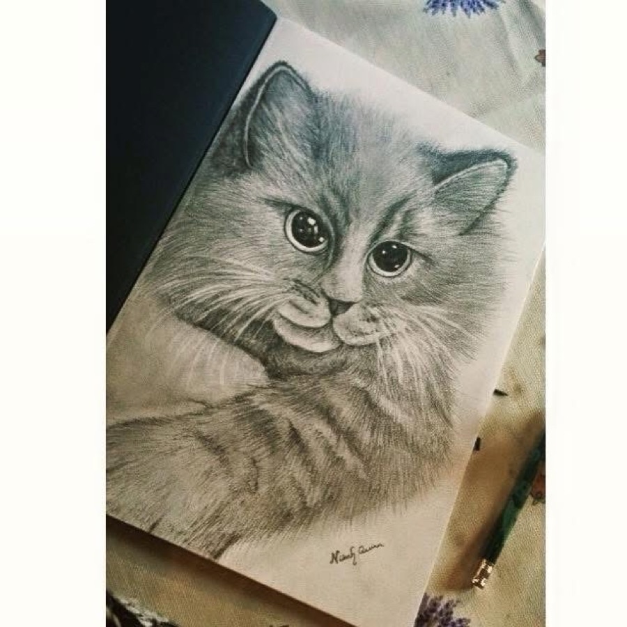 A detailed pencil drawing by Niamh of a fluffy kitten